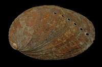 藏品(九孔螺)的圖片